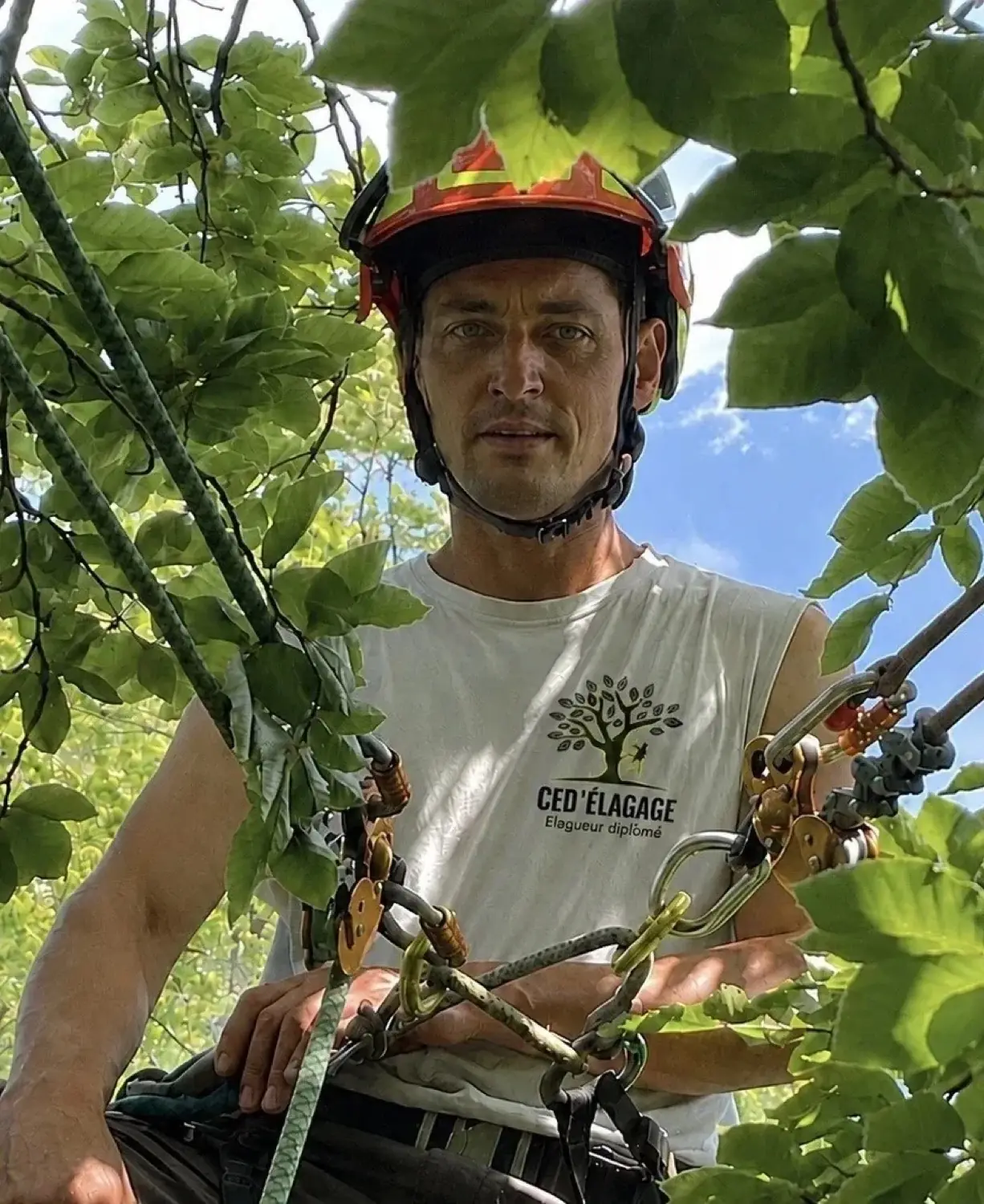 Cédric en intervention dans un hêtre, chantier CED'Élagage en Nord-Isère