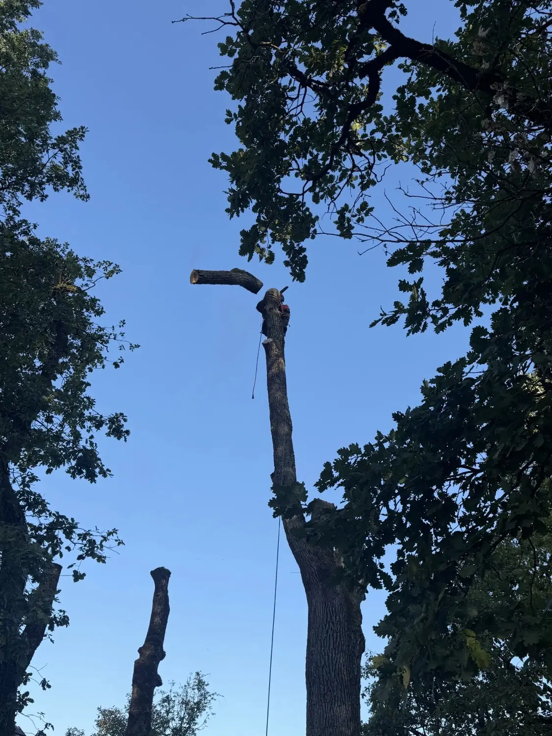 Démontage par rétention, tronçon suspendu, chantier CED'Élagage en Nord-Isère