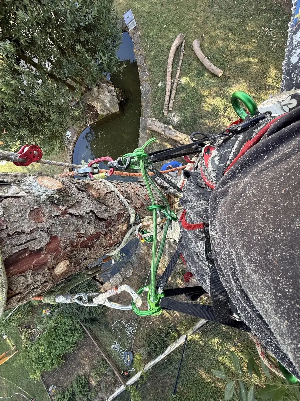 Élagueur en haut d'un pin lors d'un chantier en Nord-Isère